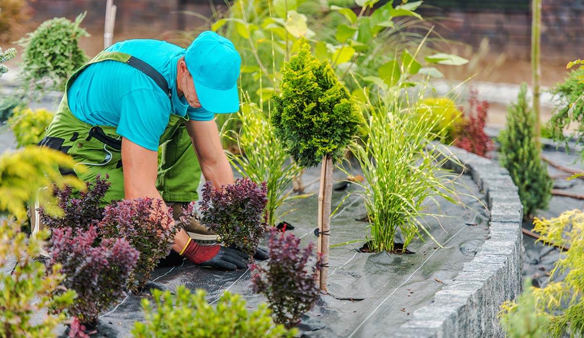 Everything You Need to Know About Professional Landscape Services